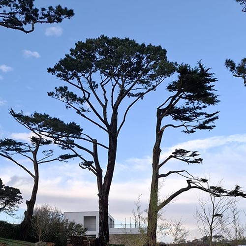 Image 03 de la galerie - Arbres-Eco