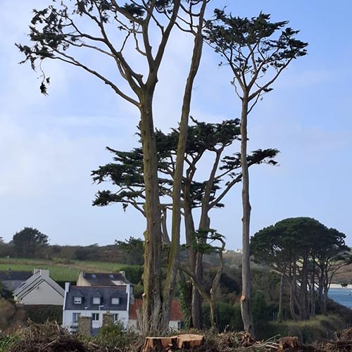 Image 01 de la galerie - Arbres-Eco