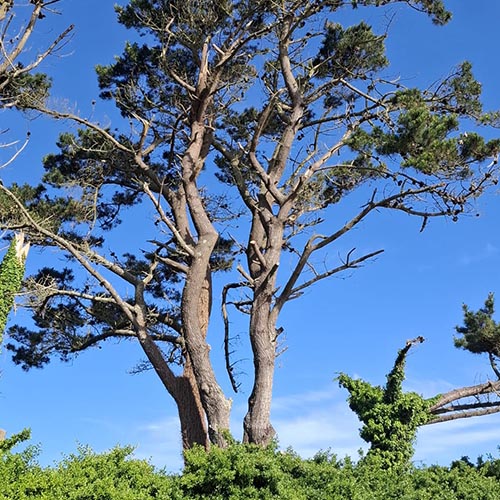 Image 01 de la galerie - Arbres-Eco