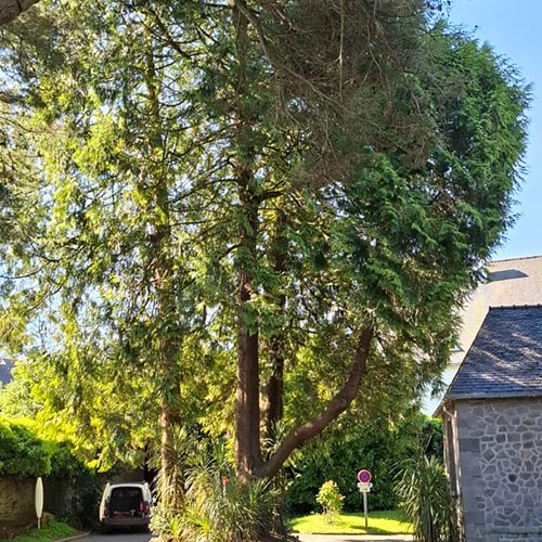 Image 01 de la galerie - Arbres-Eco