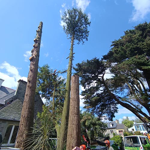 Image 02 de la galerie - Arbres-Eco