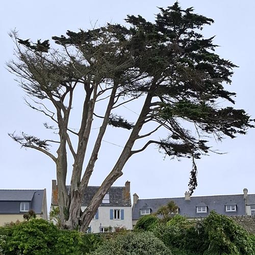 Image 01 de la galerie - Arbres-Eco