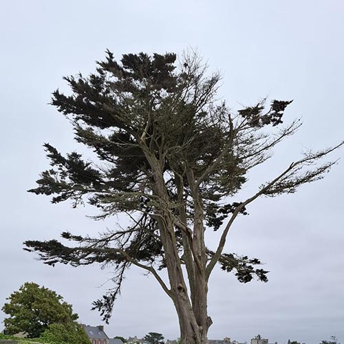 Image 06 de la galerie - Arbres-Eco