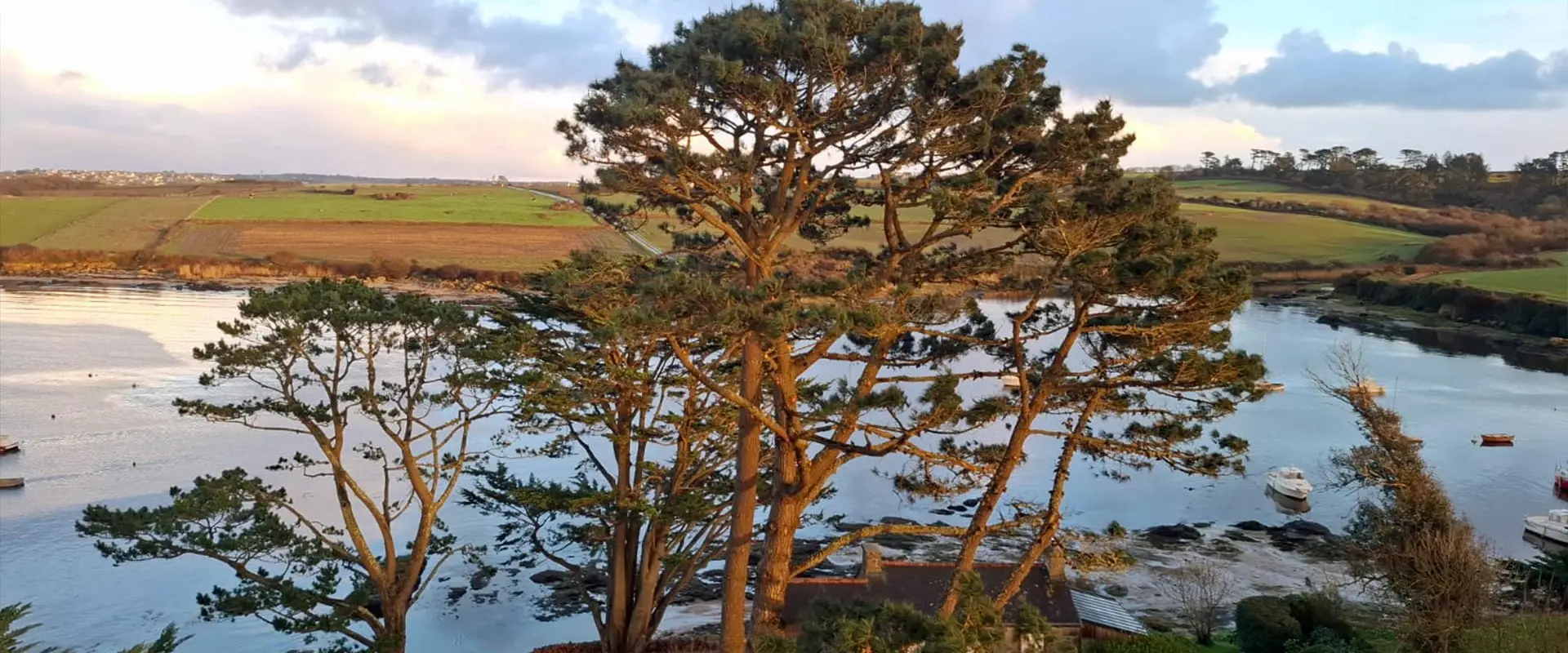 Arbres près d'une rive