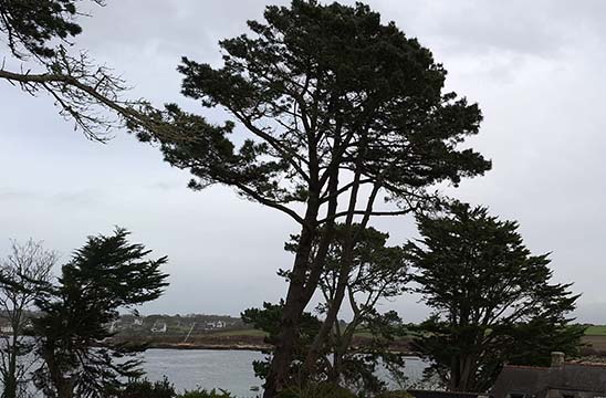 Quelques arbres au bord de mer