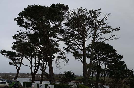 Quelques arbres au bord de mer