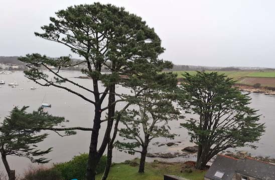 Quelques arbres au bord de mer