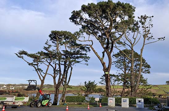 Quelques arbres au bord de mer