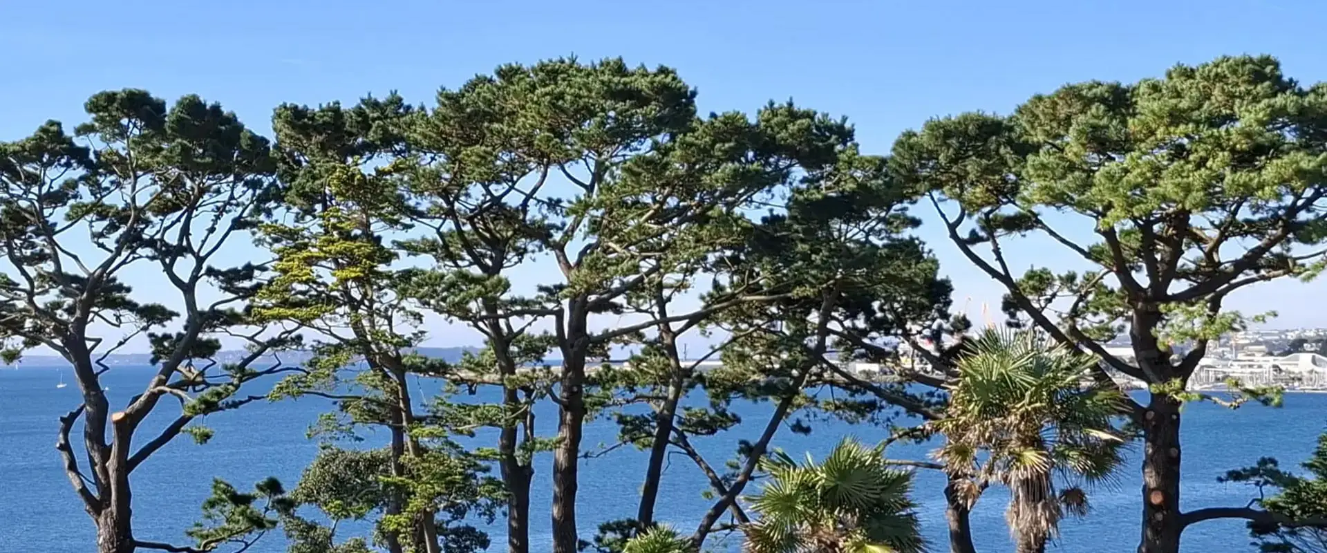 Quelques arbres au bord de mer