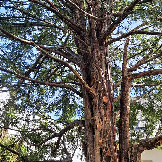 Grand arbre près d'une maison