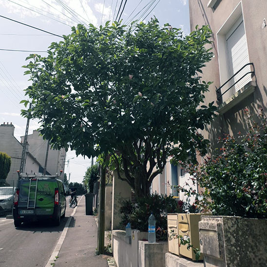 Arbre dans une rue