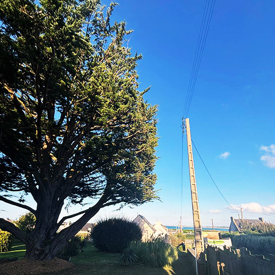 Grand arbre près d'un poteau électrique