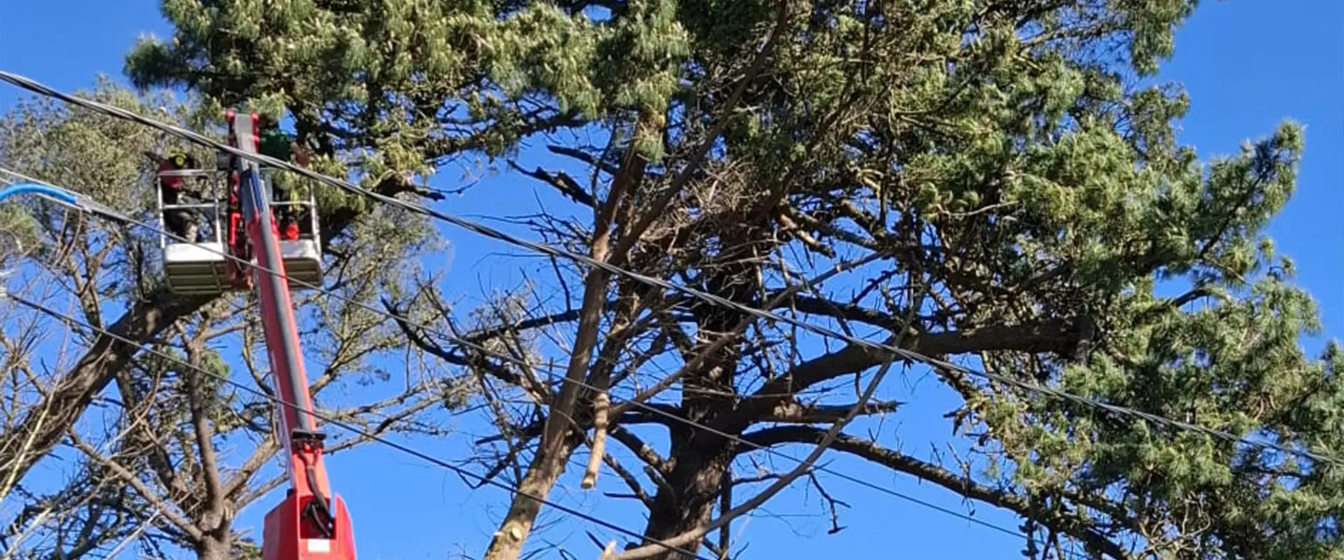 Nacelle dasn un arbre
