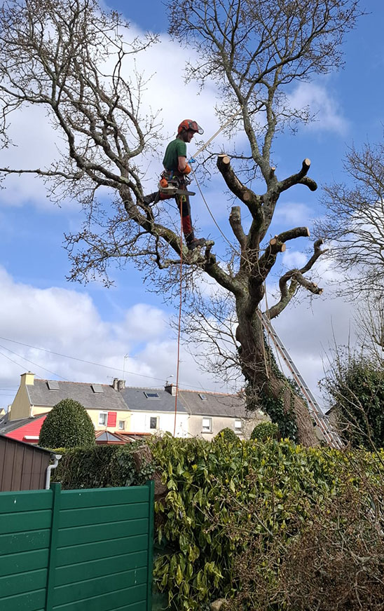Grimpeur élagueur dans un arbre