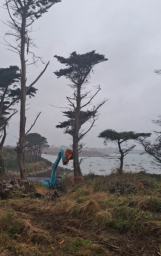 Abattage d'arbres près de la mer