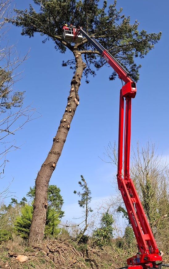 Nacelle déployé près d'un grand arbre