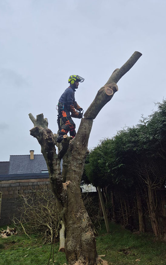 Démontage d'un arbre à la tronçoneuse